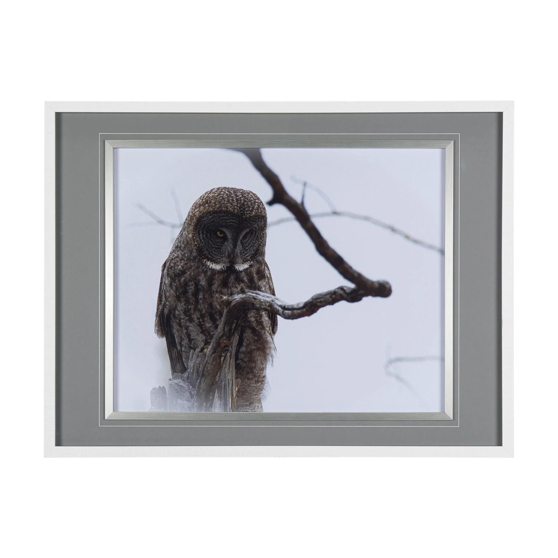 Owl Wall Art