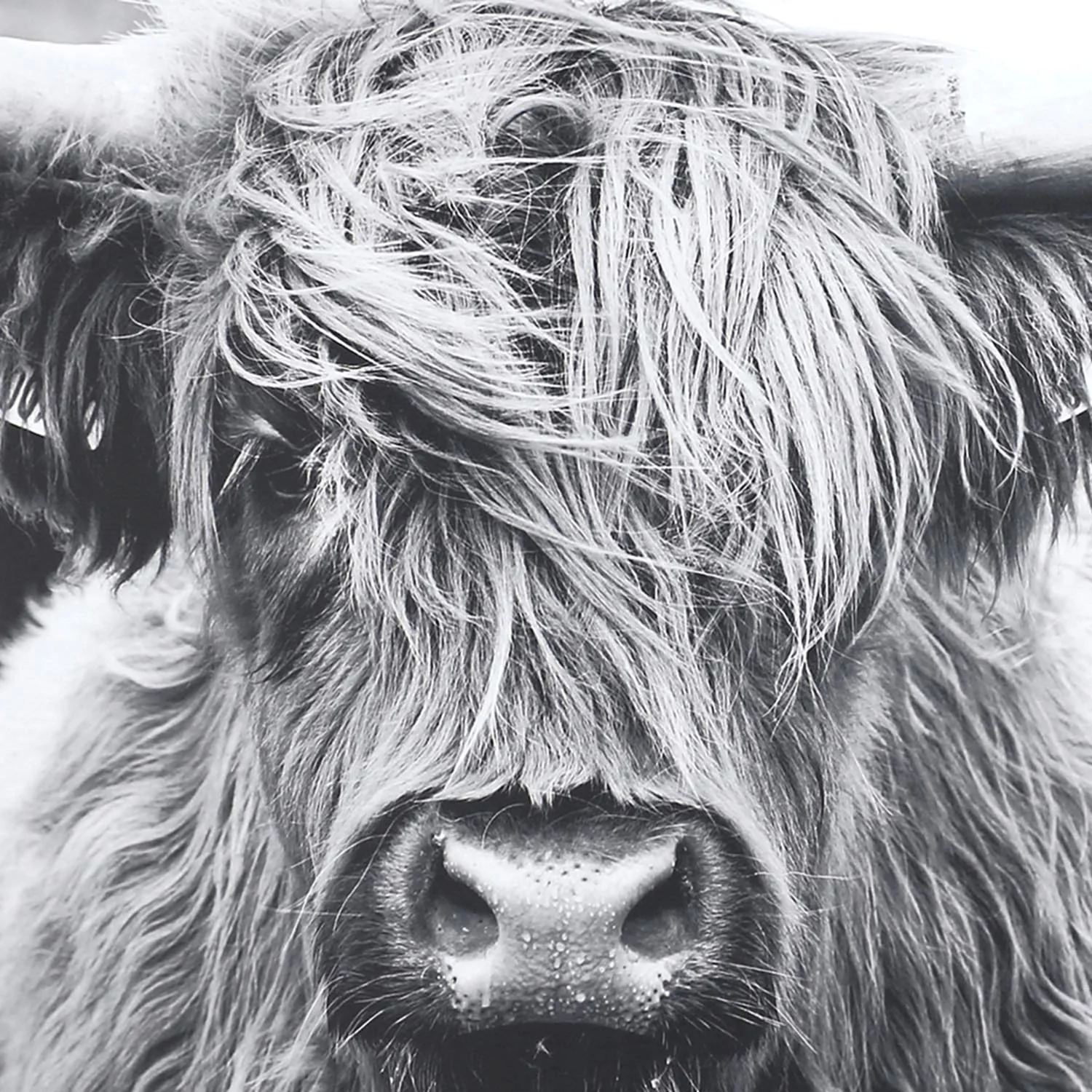 Staring Gaze Bull Wall Art - Image 2