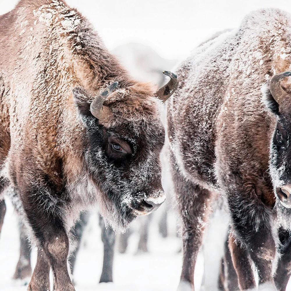 Winter Bison Wall Art - Image 5